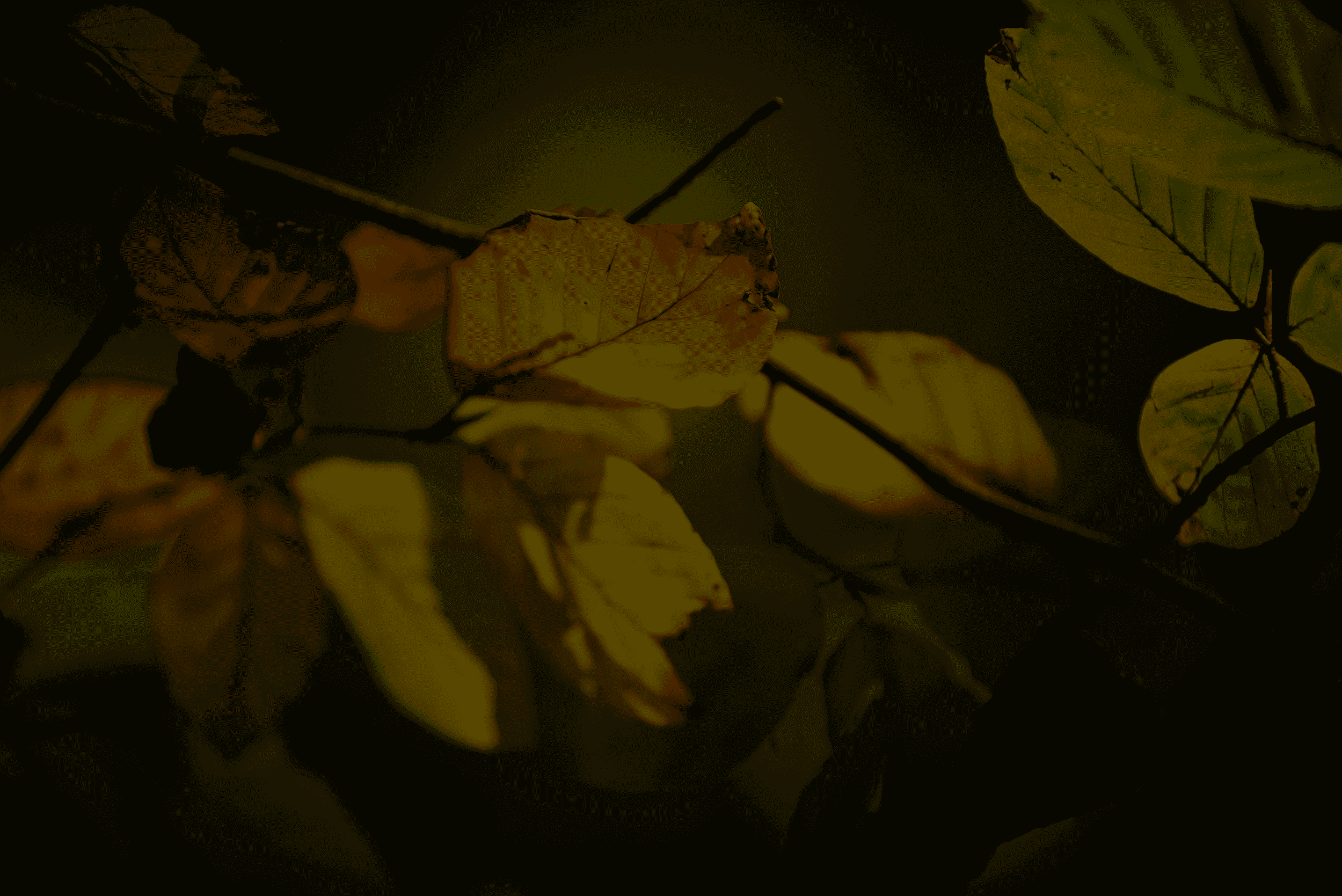 Multifamiliar Construction