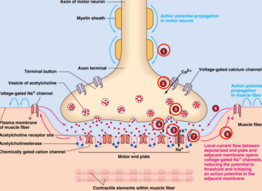 아세틸콜린의 분비를 막는 보톡스 뷰티스톤의원