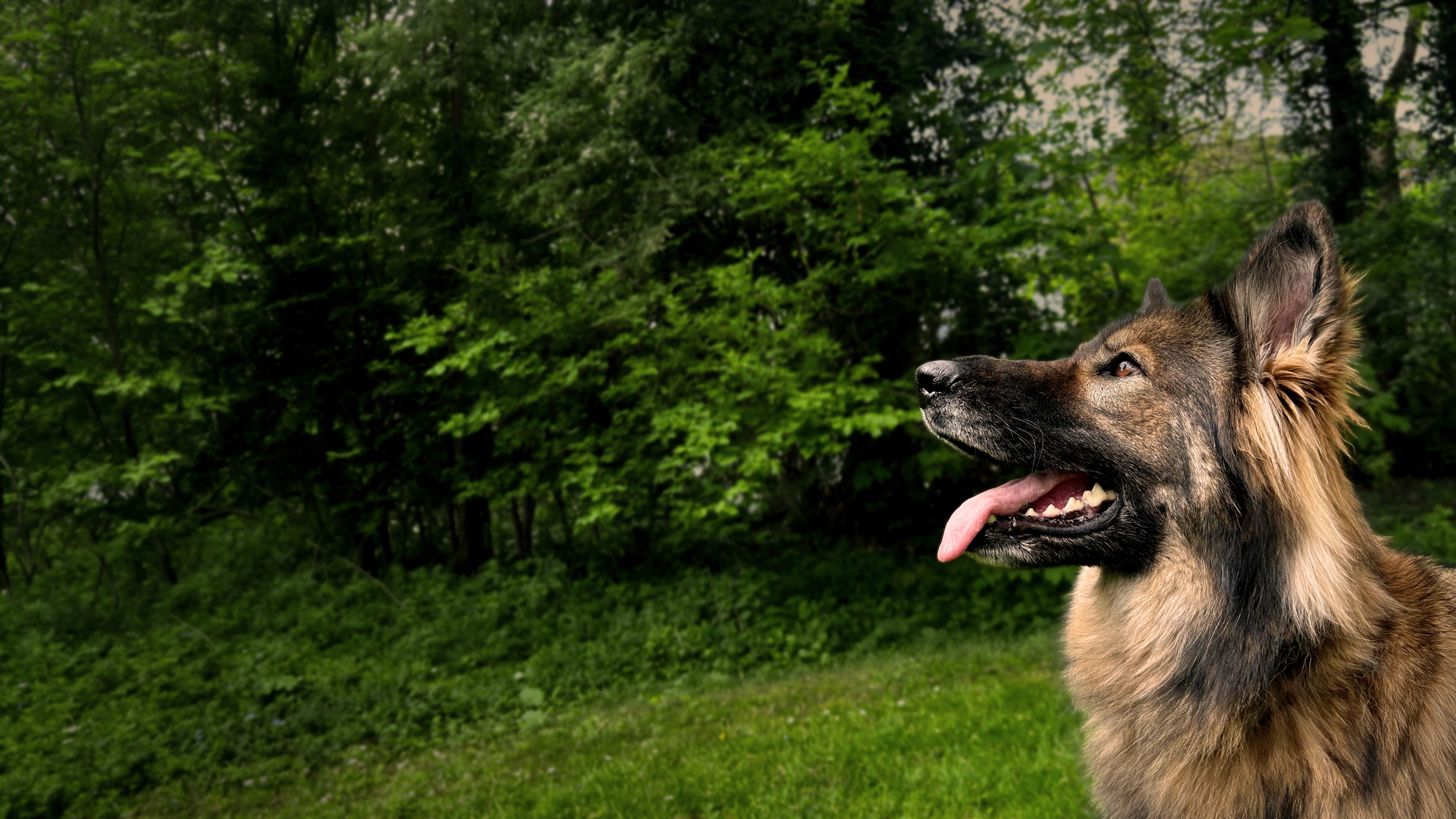 Schäferhund schaut in den Himmel 