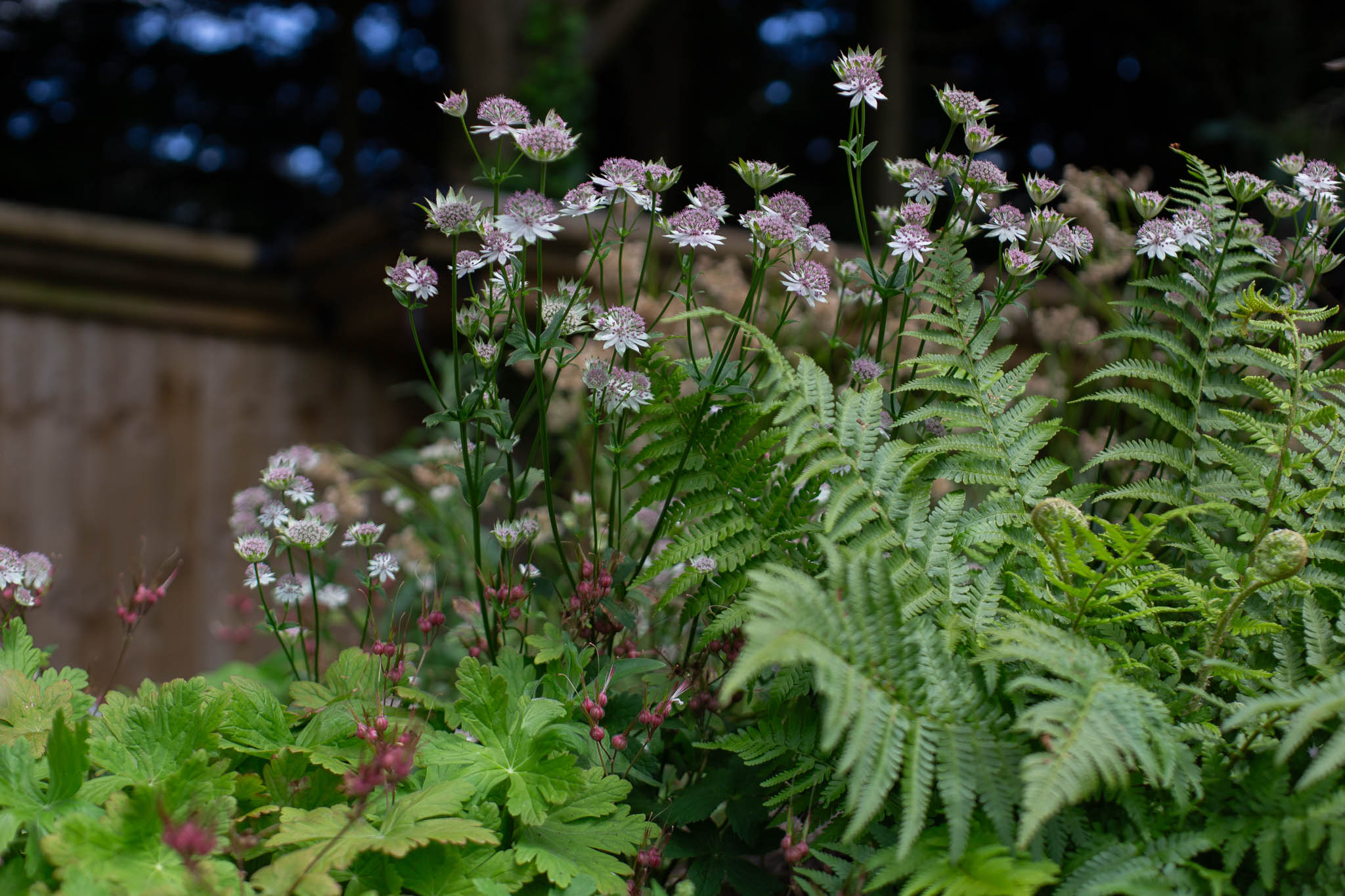 A cluster of vibrant yellow yarrow, also known as Achillea, flowers stands tall amidst lush green foliage, illuminated by sunlight in a serene garden setting.