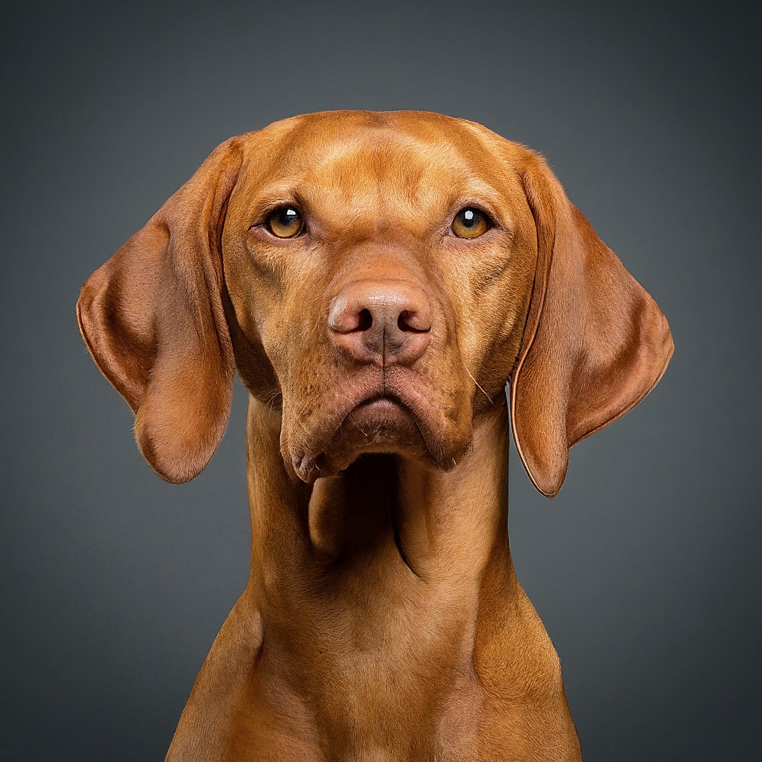 BUDDYUNO, Vizsla