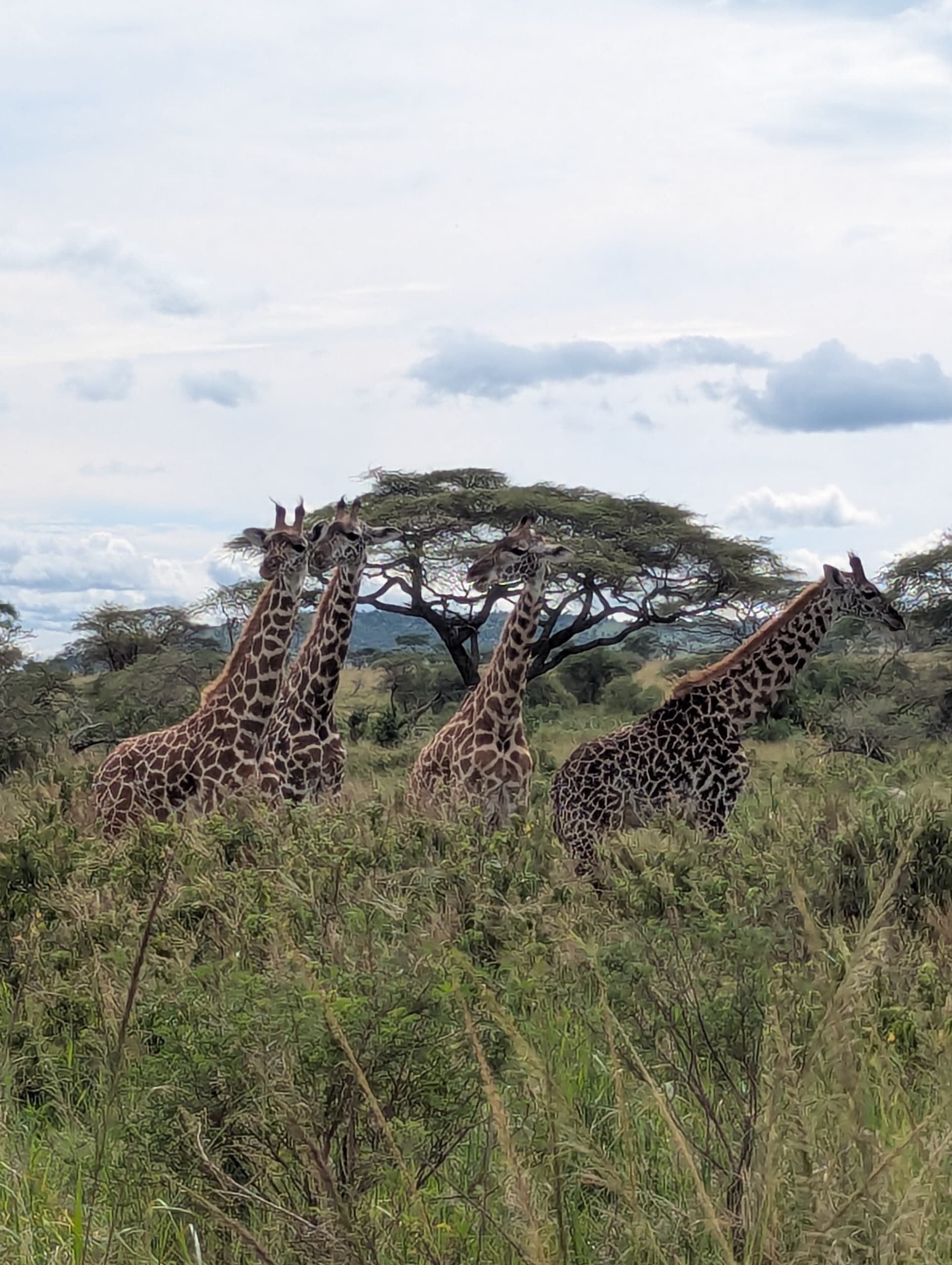 Lone acacia tree standing in the middle of AlUla’s desert plain beneath a soft blue sky.