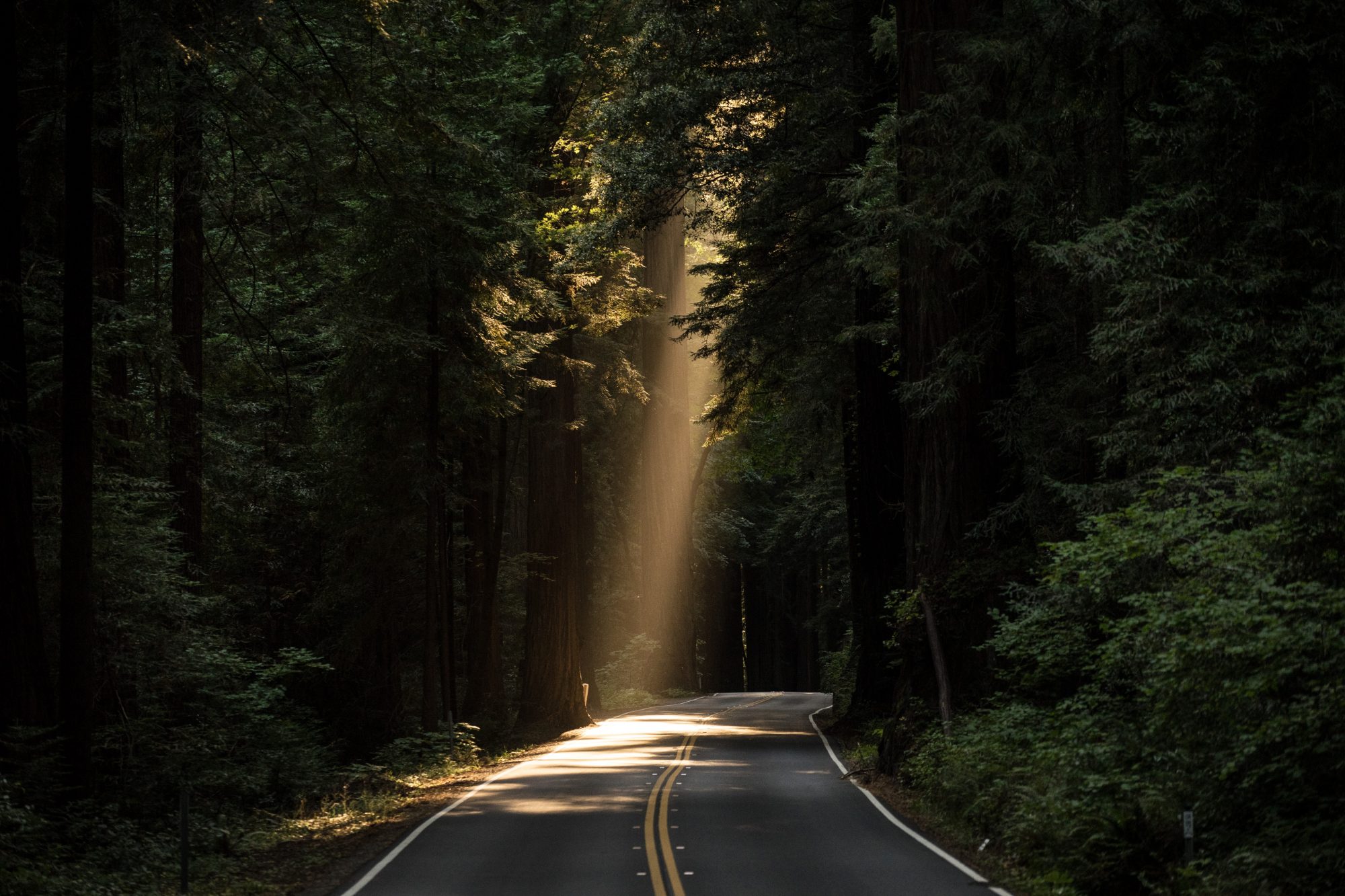 A sunbeam breaks through dense trees onto a quiet, winding road in a forest setting.