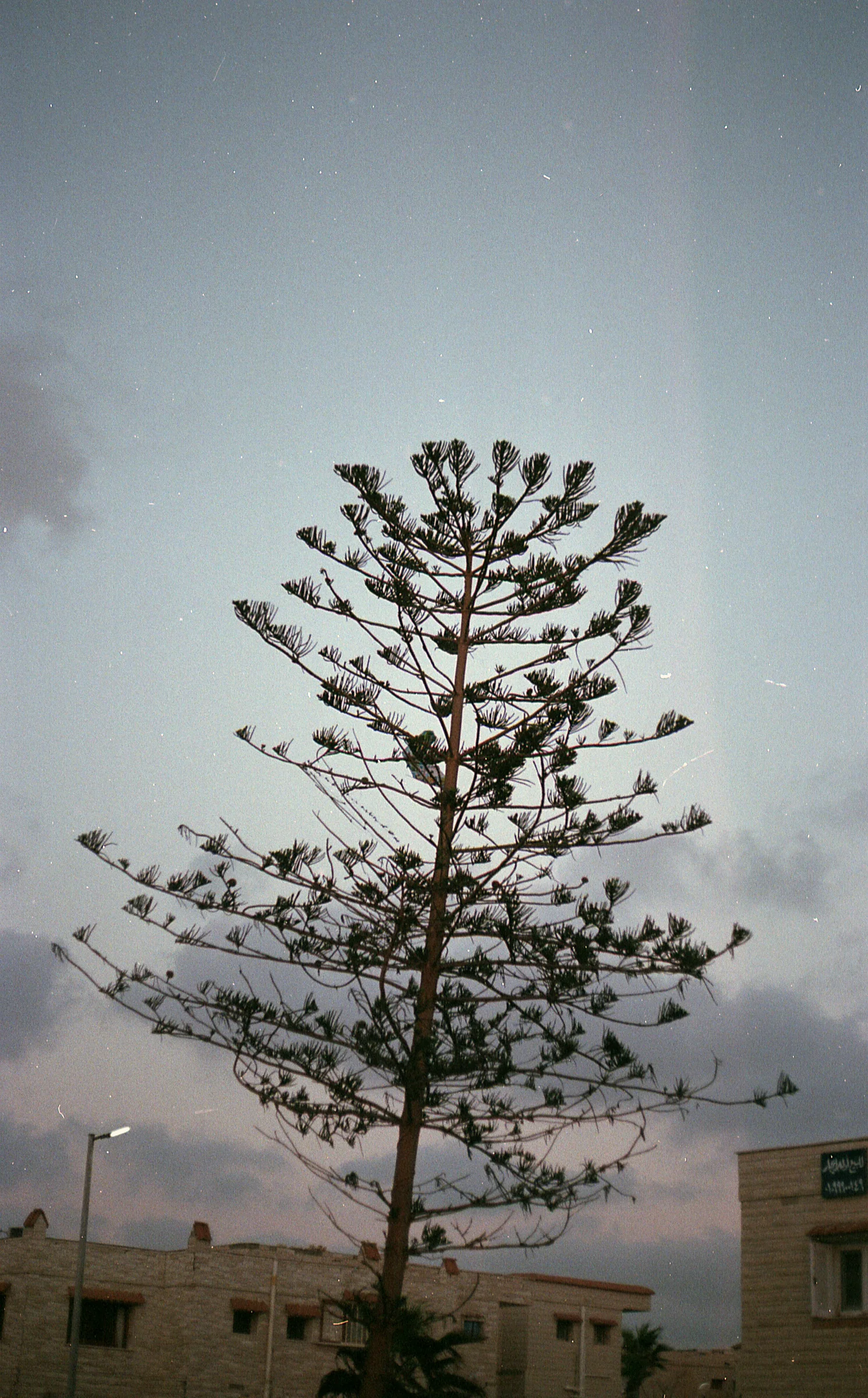 Tree Against the Evening Sky