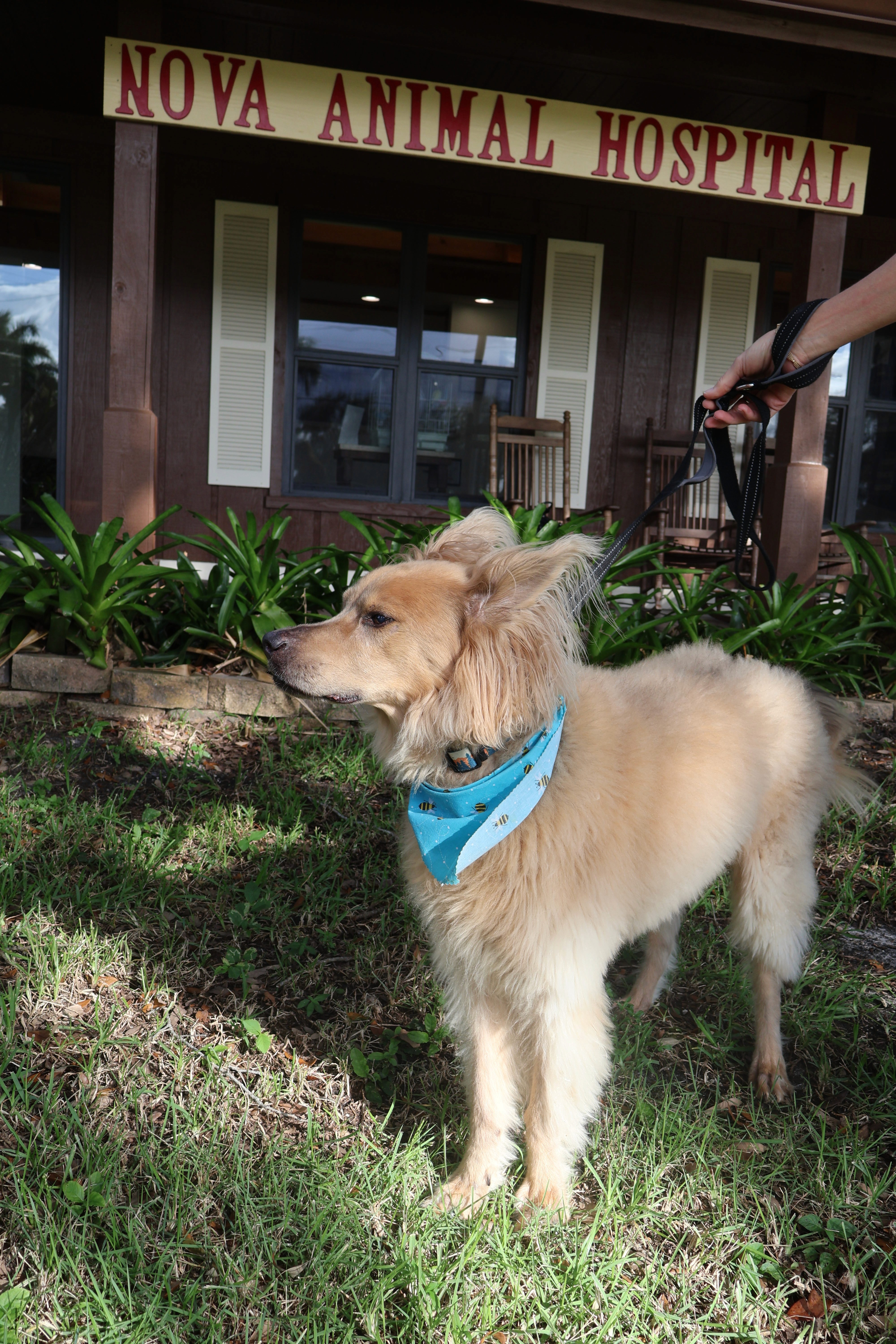 large fuzzy mixed breed dog