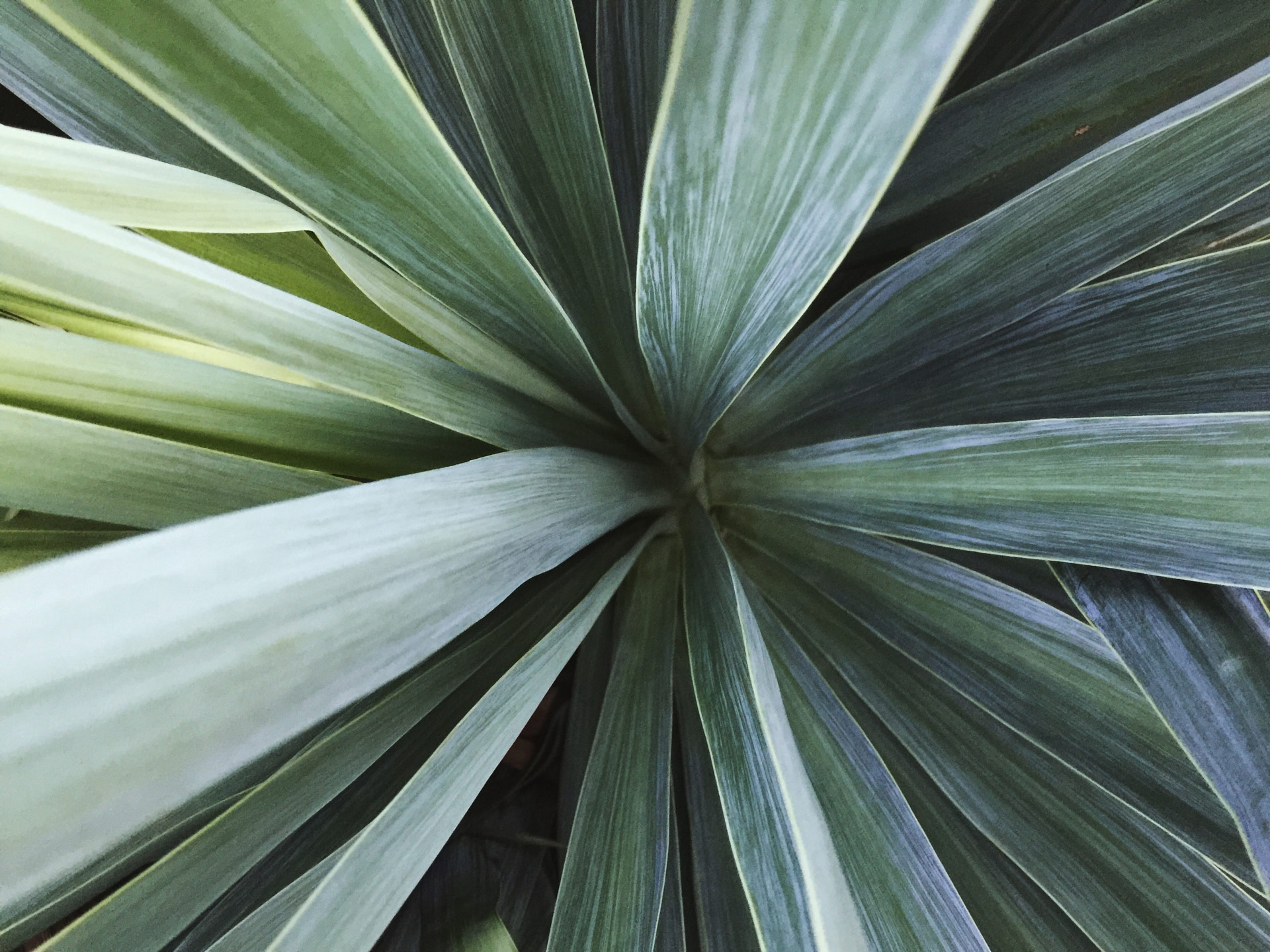 Close-up of Mediterranean garden plant leaves reflecting Can Nemo landscape design and natural textures.
