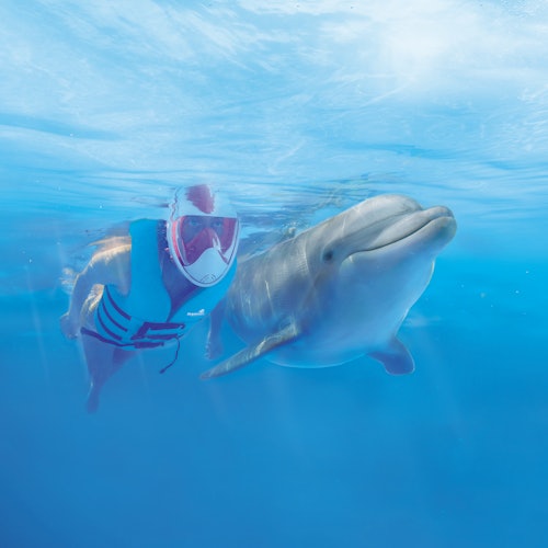 Persona con equipo de snorkel y chaleco salvavidas nada bajo el agua junto a un delfín en aguas transparentes y azules.