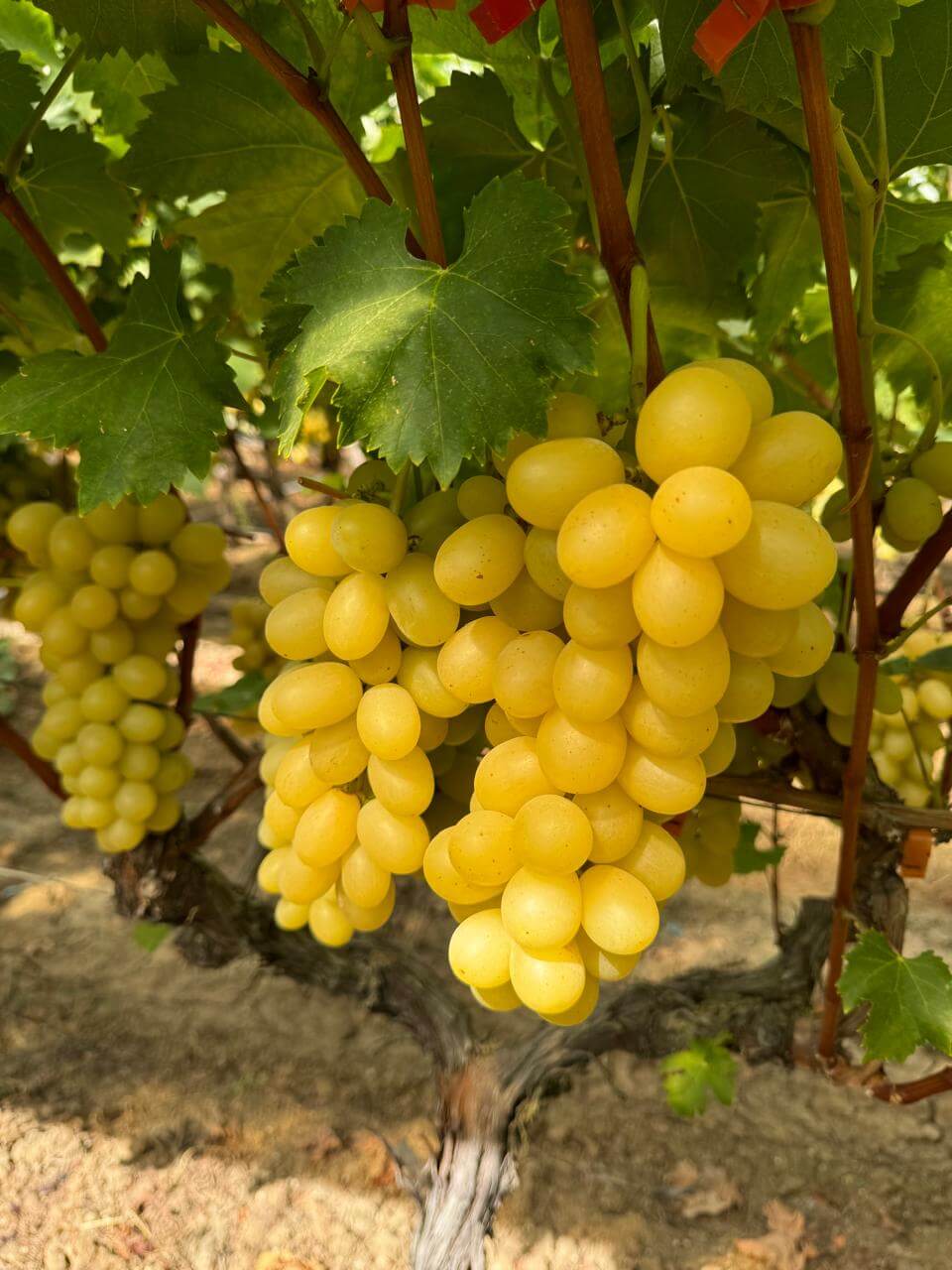 Crisp yellow grape bunch, export-quality fruit selection.