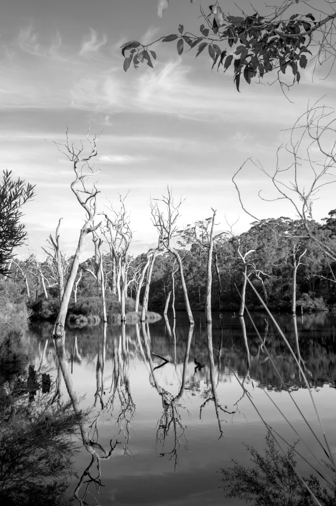 Forest and river landscape in the Margaret River region of Western Australia, a nature destination visited by travellers arriving by private jet to Margaret River