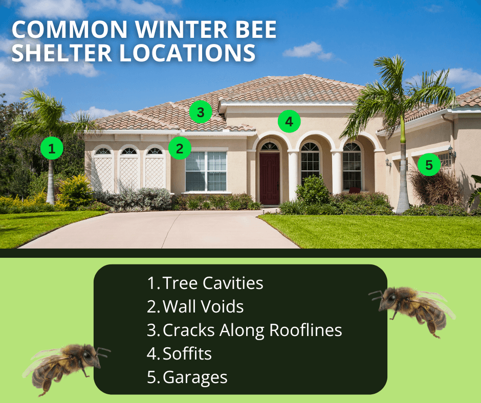 common winter hiding spots for bees