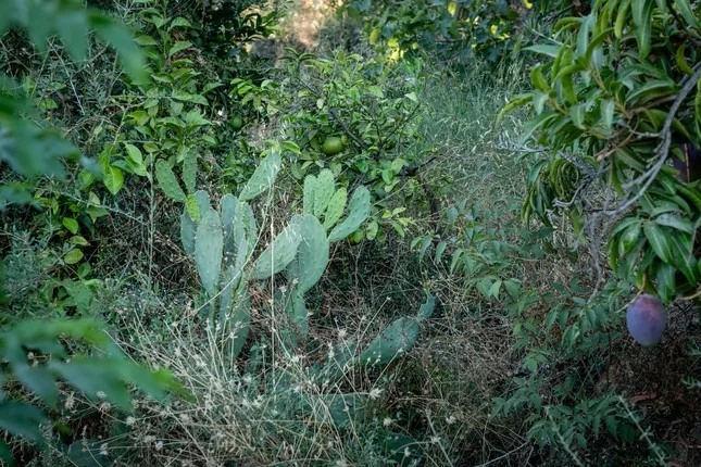 The same swale planted, with prickly pear and mango established