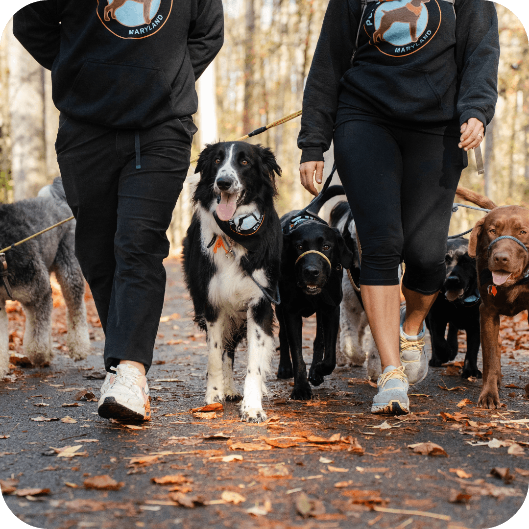 More confidence around people or dogs