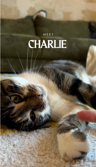 Charlie beim Katzensitting 🥰 Mobile Katzenbetreuung in Hamburg Spiel, Kuscheln und tierpsychologisches Know-how für jede Samtpfote.