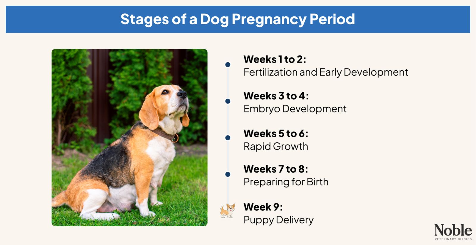 An infographic showing the stages of a dog's pregnancy period.
