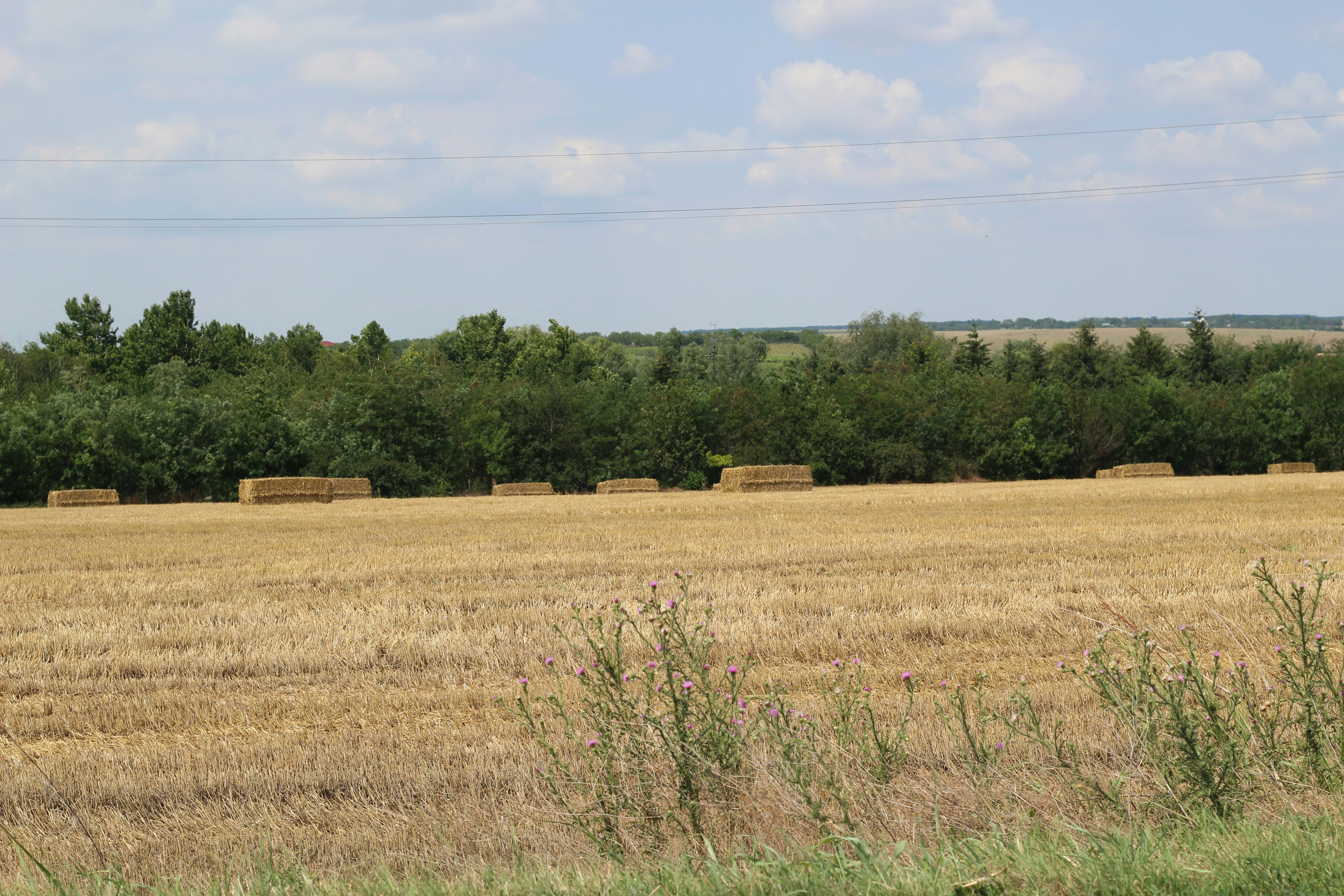 brown grass field under blue sky during daytime