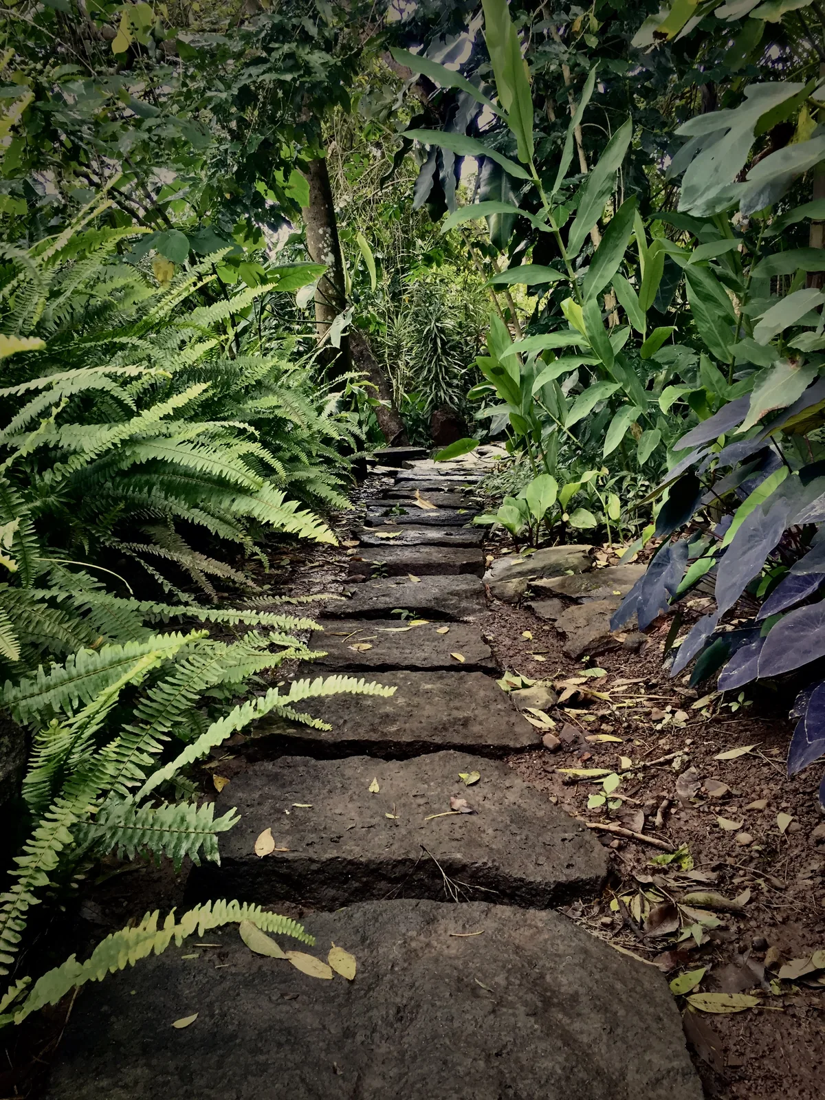vista jardín con vegetación tropical