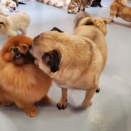 doggy doggy home dubai daycare