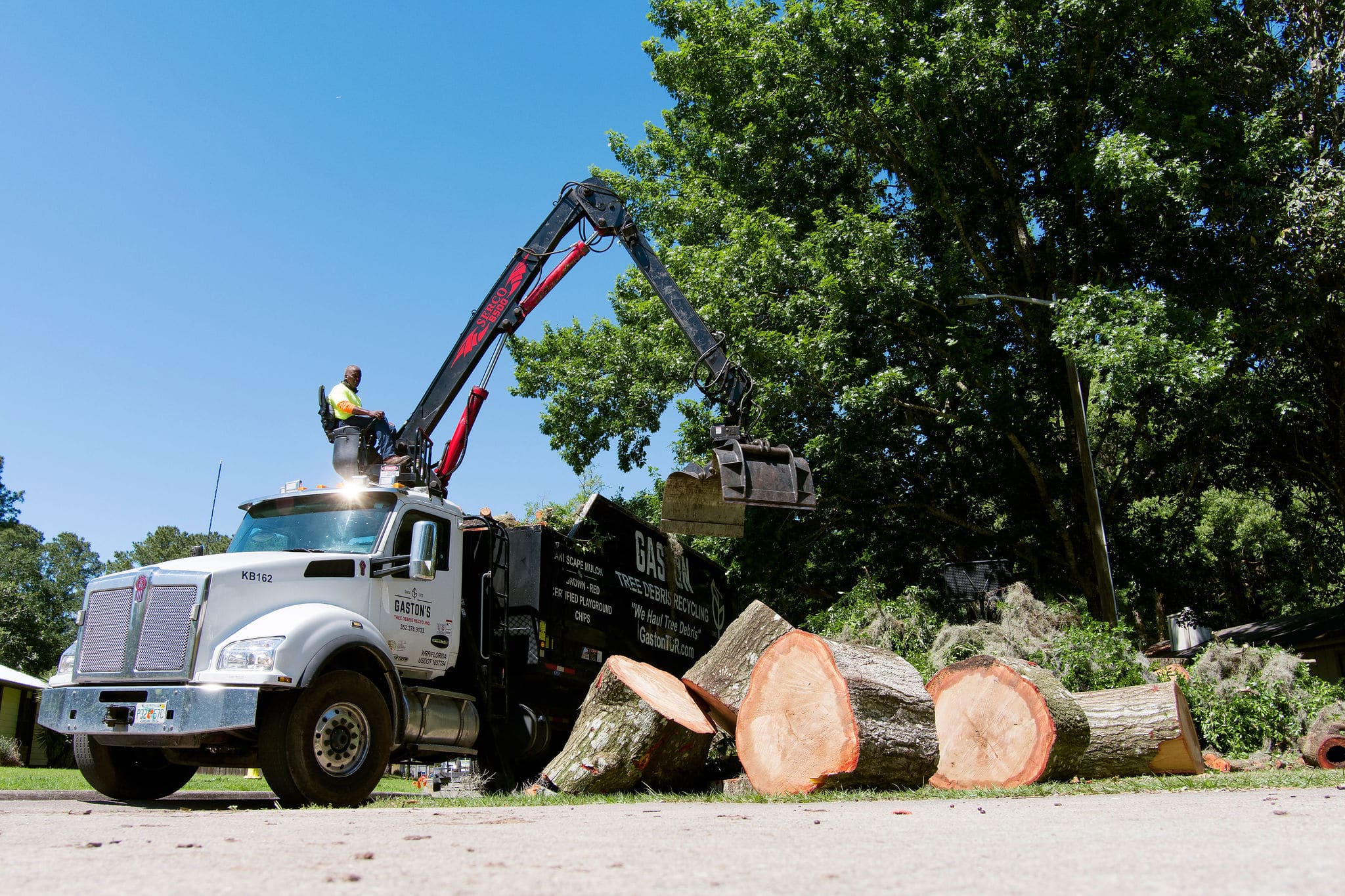 Tree Debris