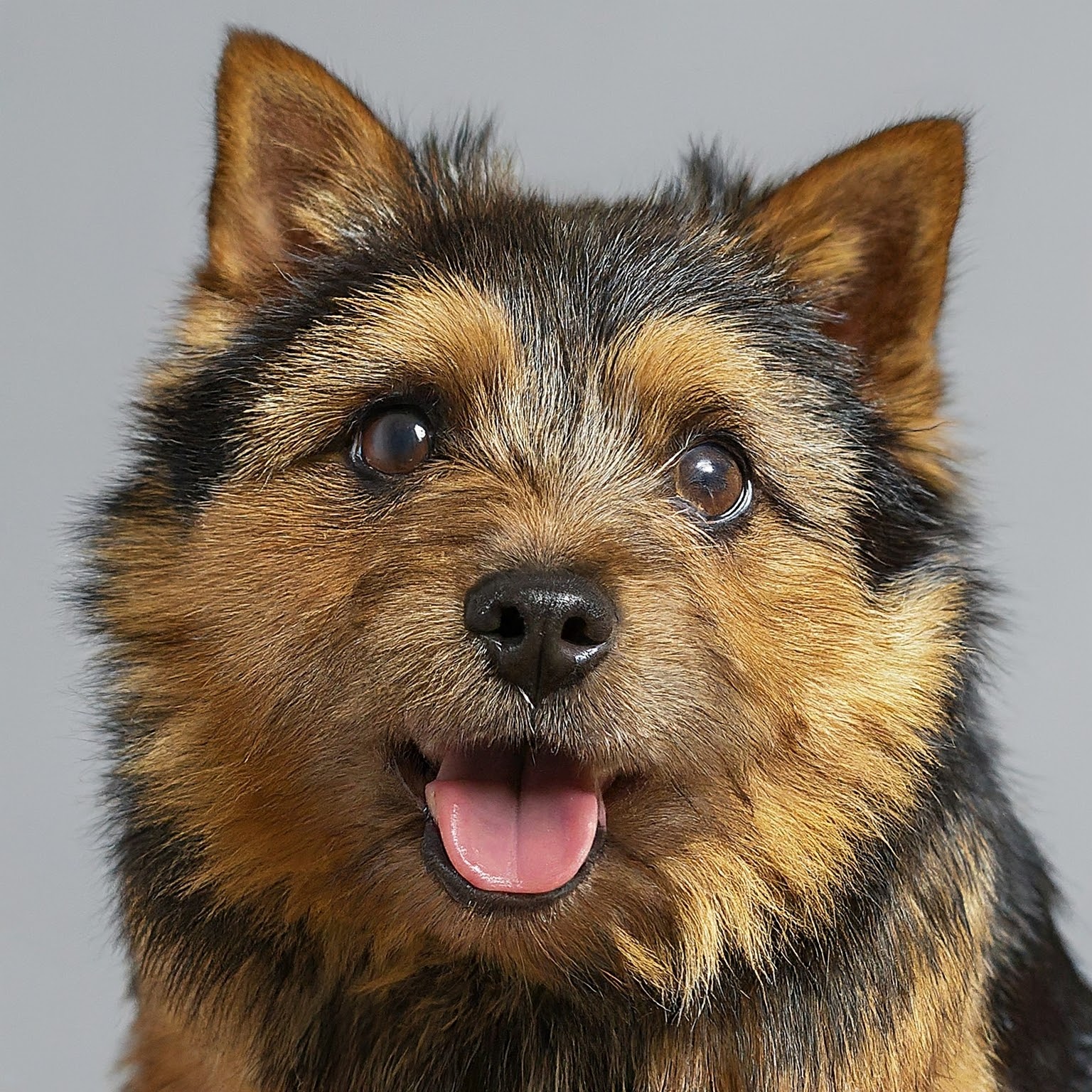 BUDDYUNO, Norwich Terrier