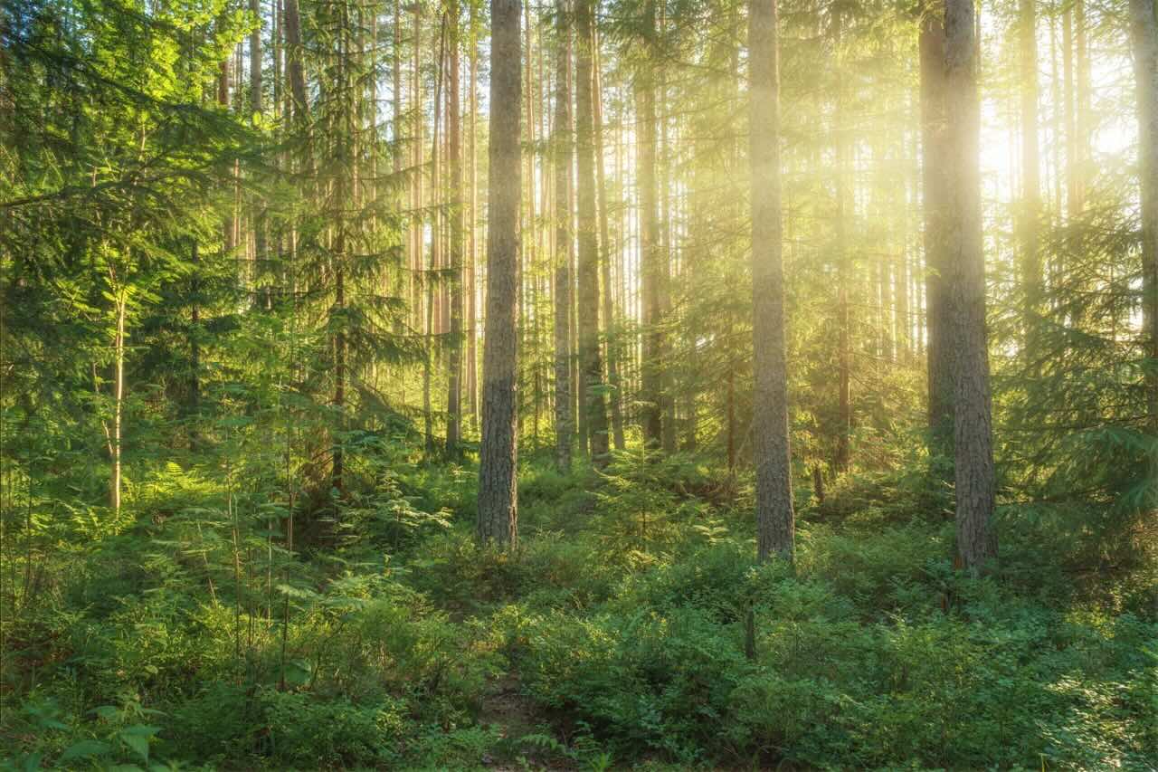 forest woodland green light against migraine and anxiety Rami Burstein Harvard