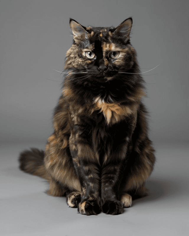 Cat Grey BG Sitting Photography Portrait