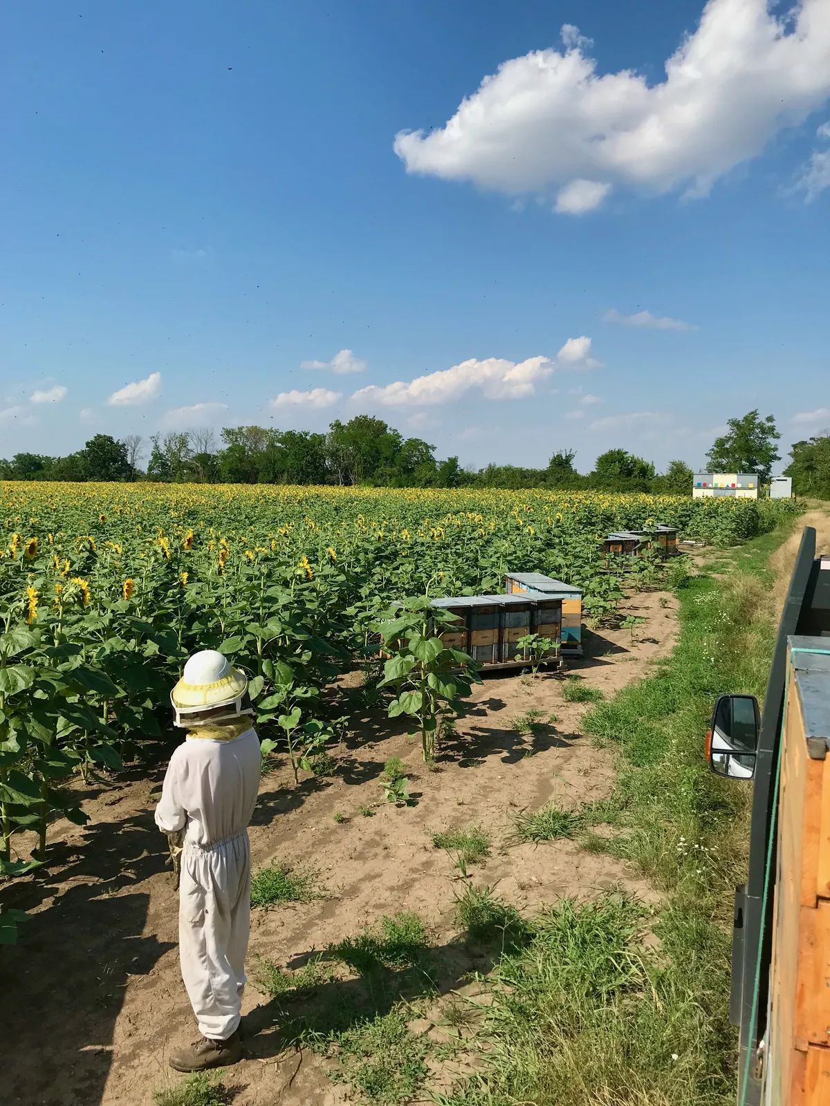 Magyarország egyik legismertebb méhészete lett a Bazsó Méhészet