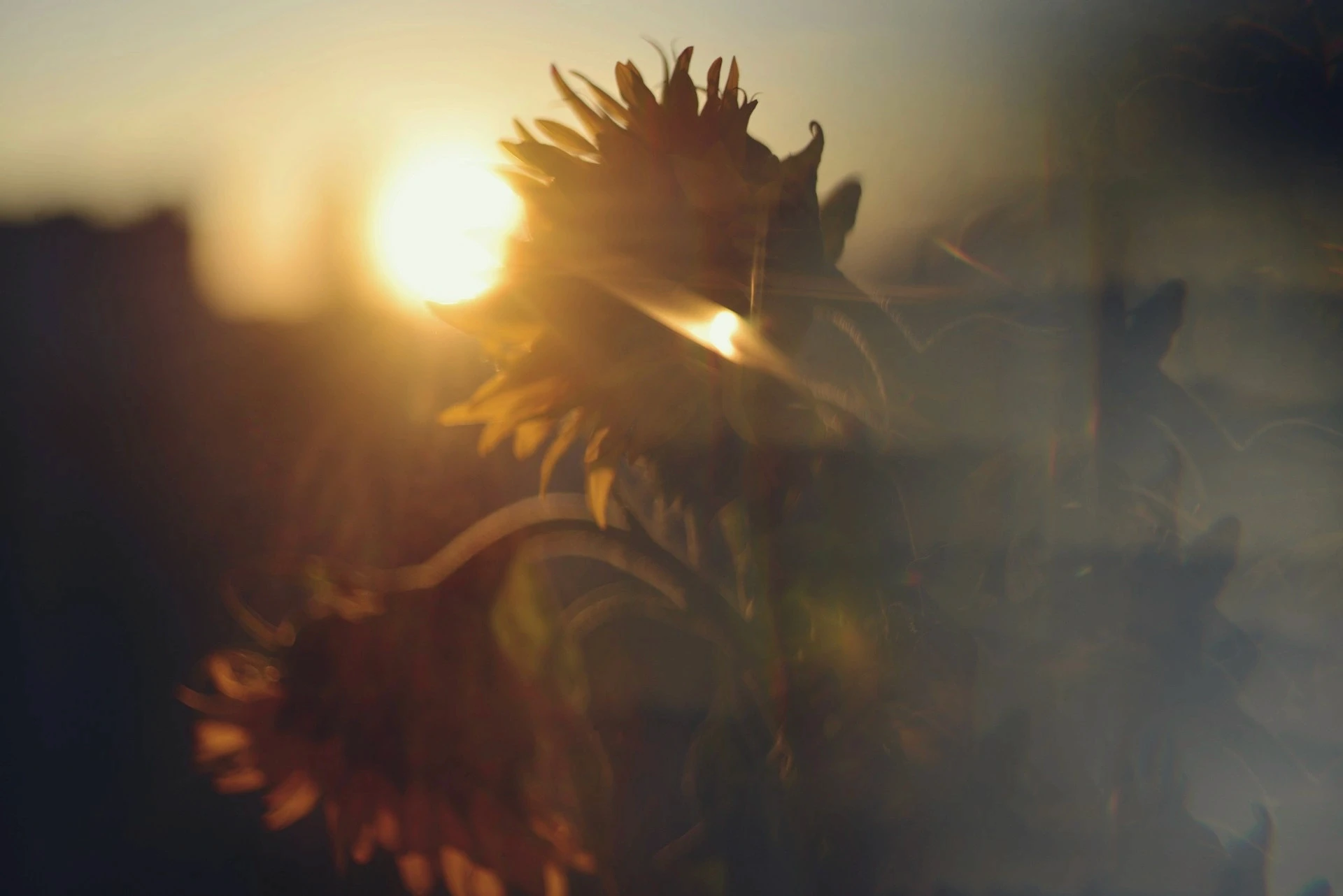 flowers in the sunlight