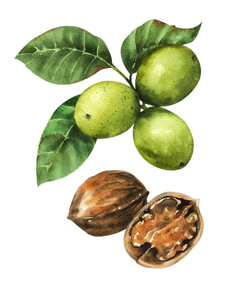 εικονογραφημένο κλαδί καρυδιάς