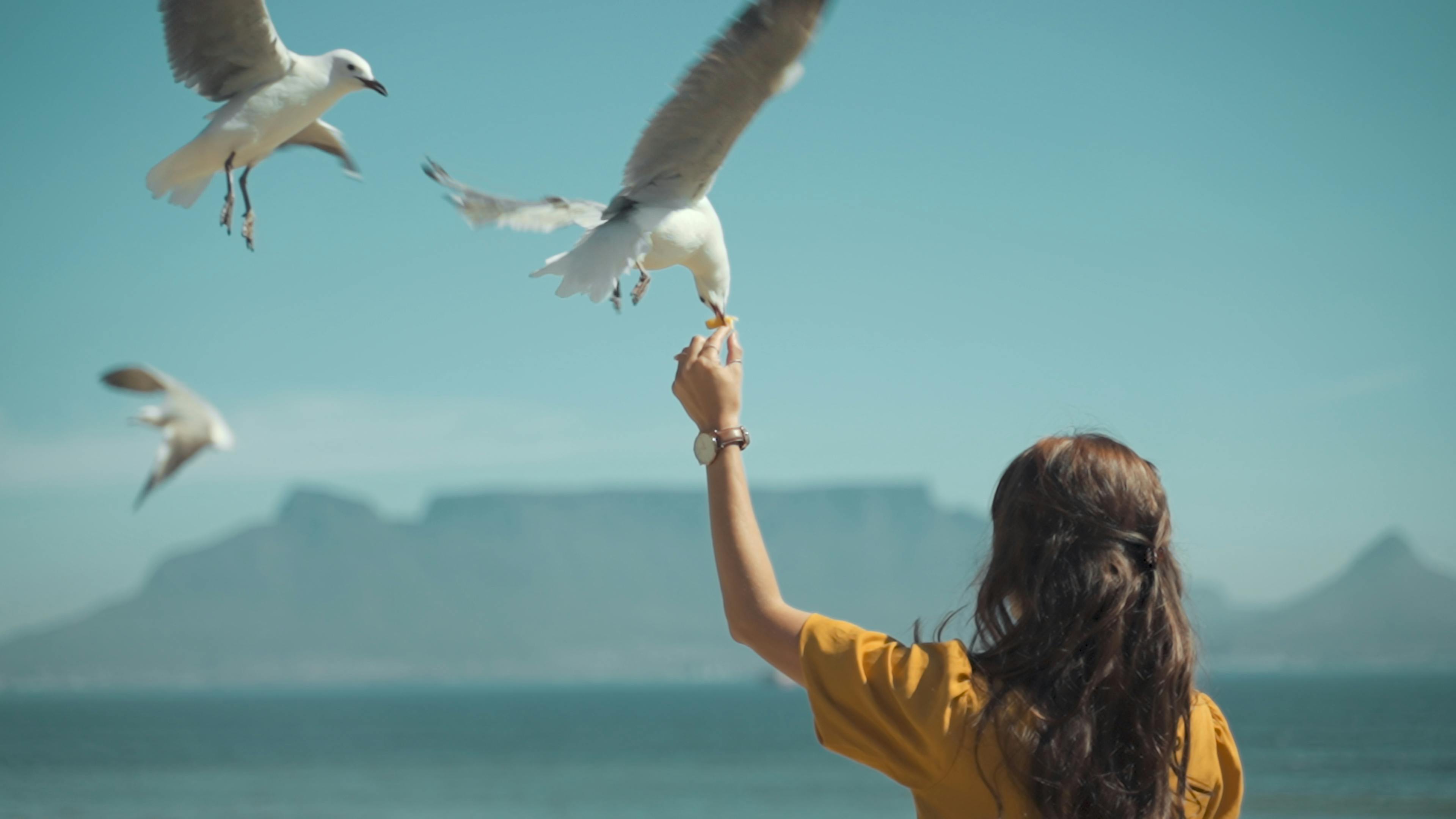 woman feeding seagulls