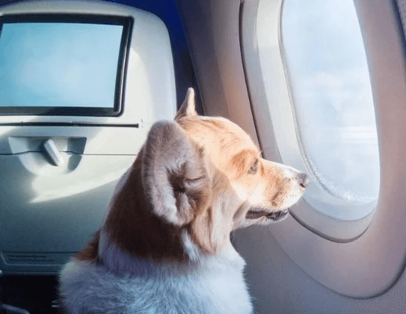 A dog looking out an airplane window as he travels to a new country