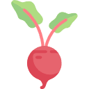 Barbabietola