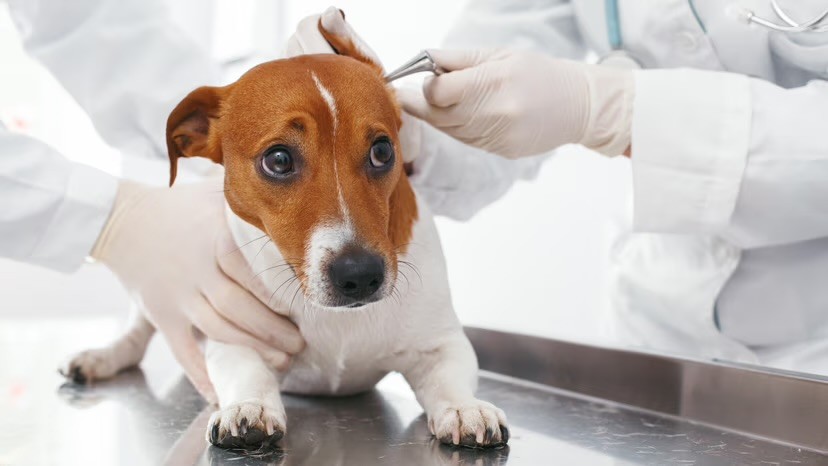 A nervous Jack Russell Terrier is examined by two gloved vets on a stainless steel table, one checking the dog's ear with a medical instrument.