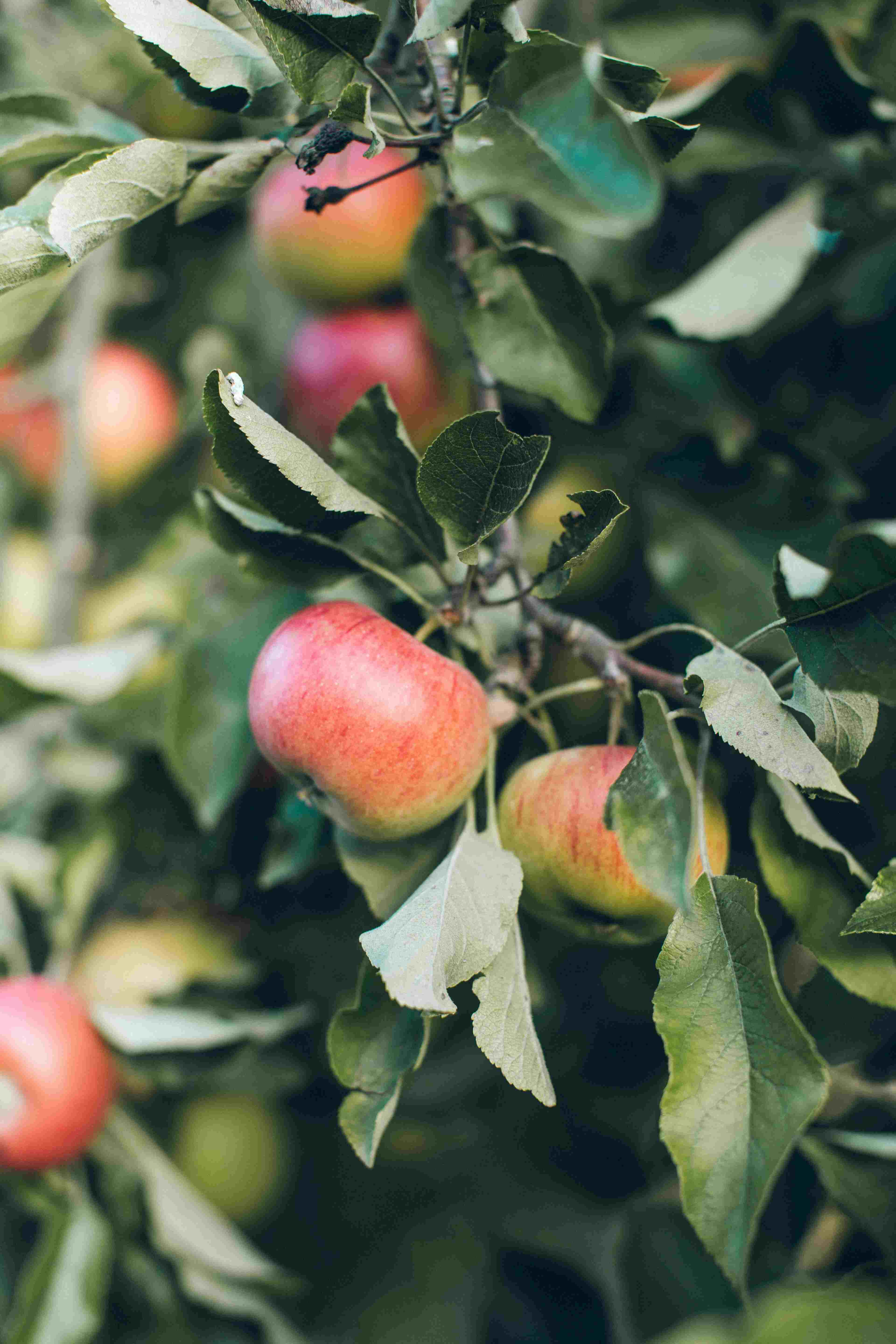 manzana