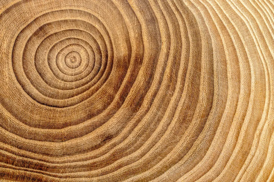 Close-up of concentric tree rings in a polished wood cross-section, illustrating organisational growth, development over time, and structural depth