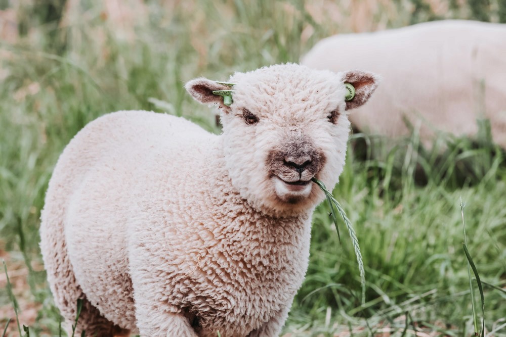Schaapje met een grasstengel in de bek