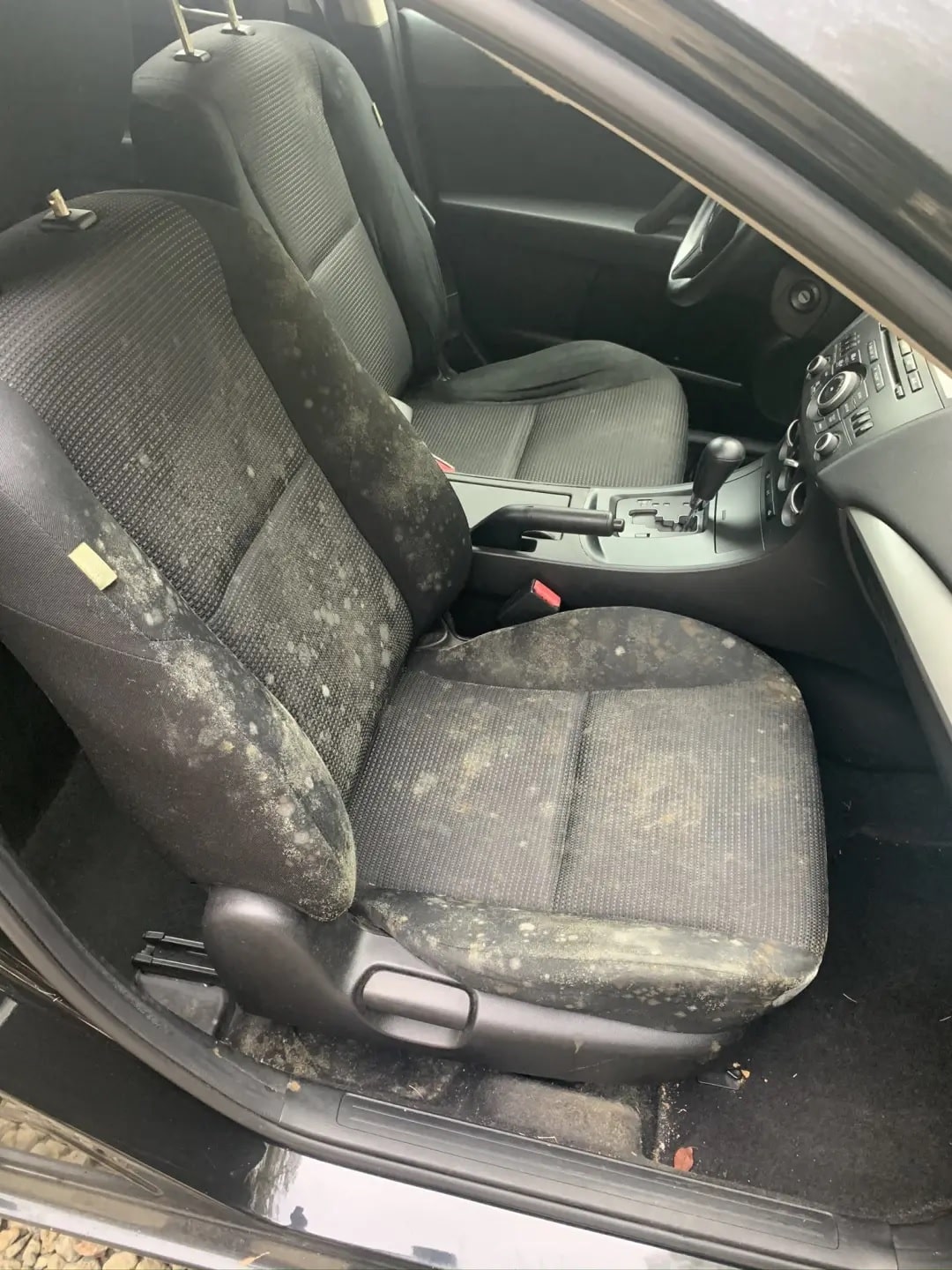 Car Mold Removal in Everett, WA
