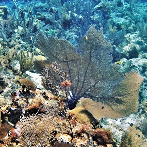 Scène sous-marine avec diverses formations de coraux, éventails de mer et plantes marines sur le fond océanique.