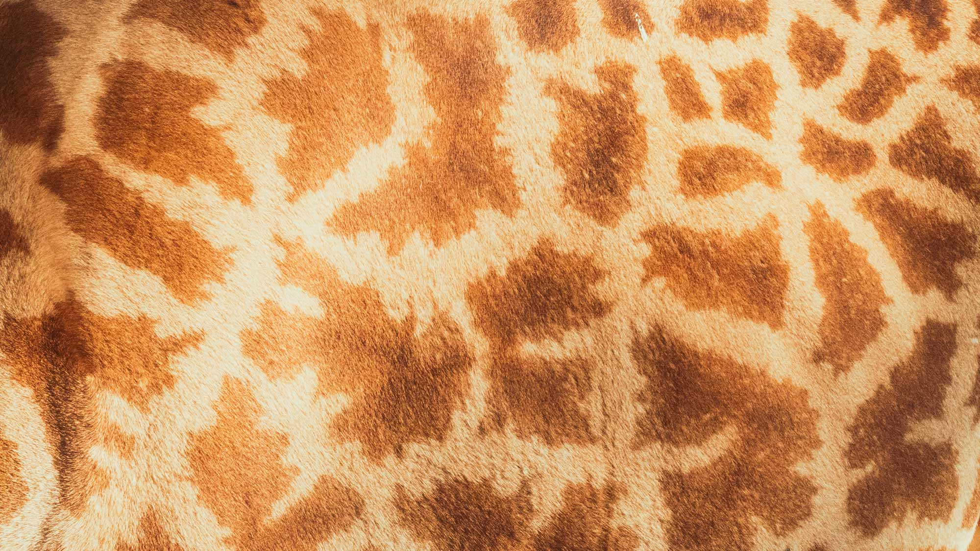 Close-up of giraffe fur pattern, storytelling for a imagefilm