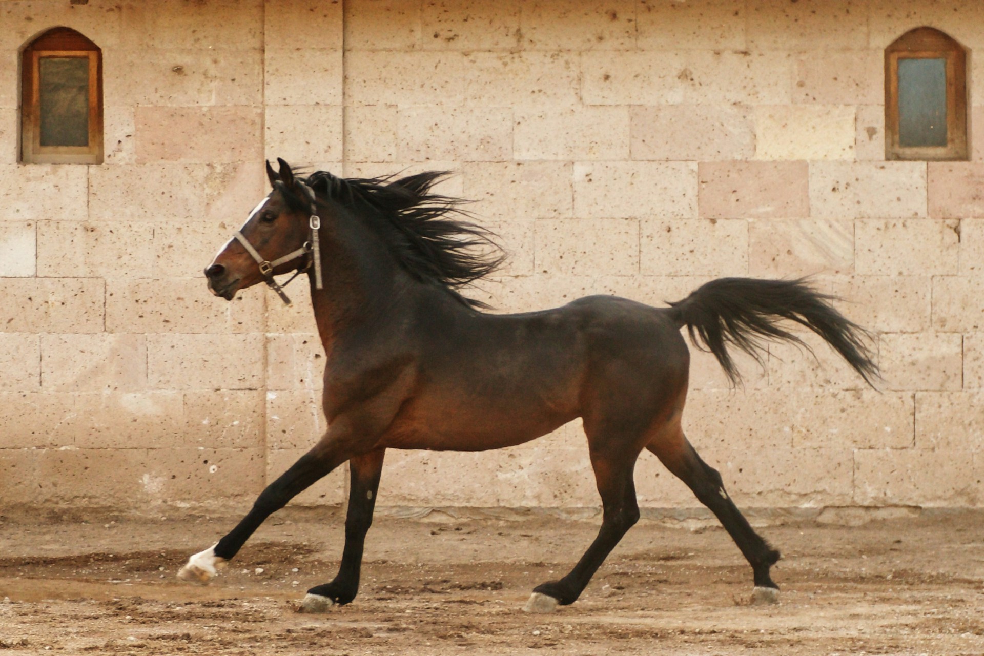 Horses Image