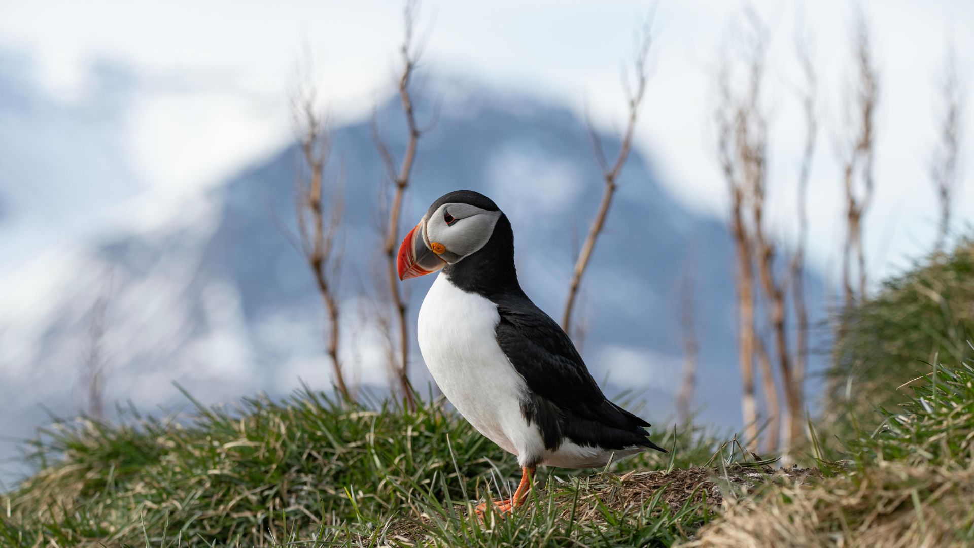 At Hafnarhólmi, there are viewing platforms and a shelter near the colony, so visitors can watch the birds without damaging their nesting area.