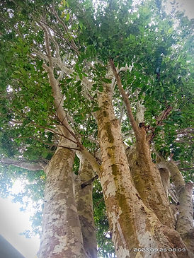 Terminalia arjuna at TDU