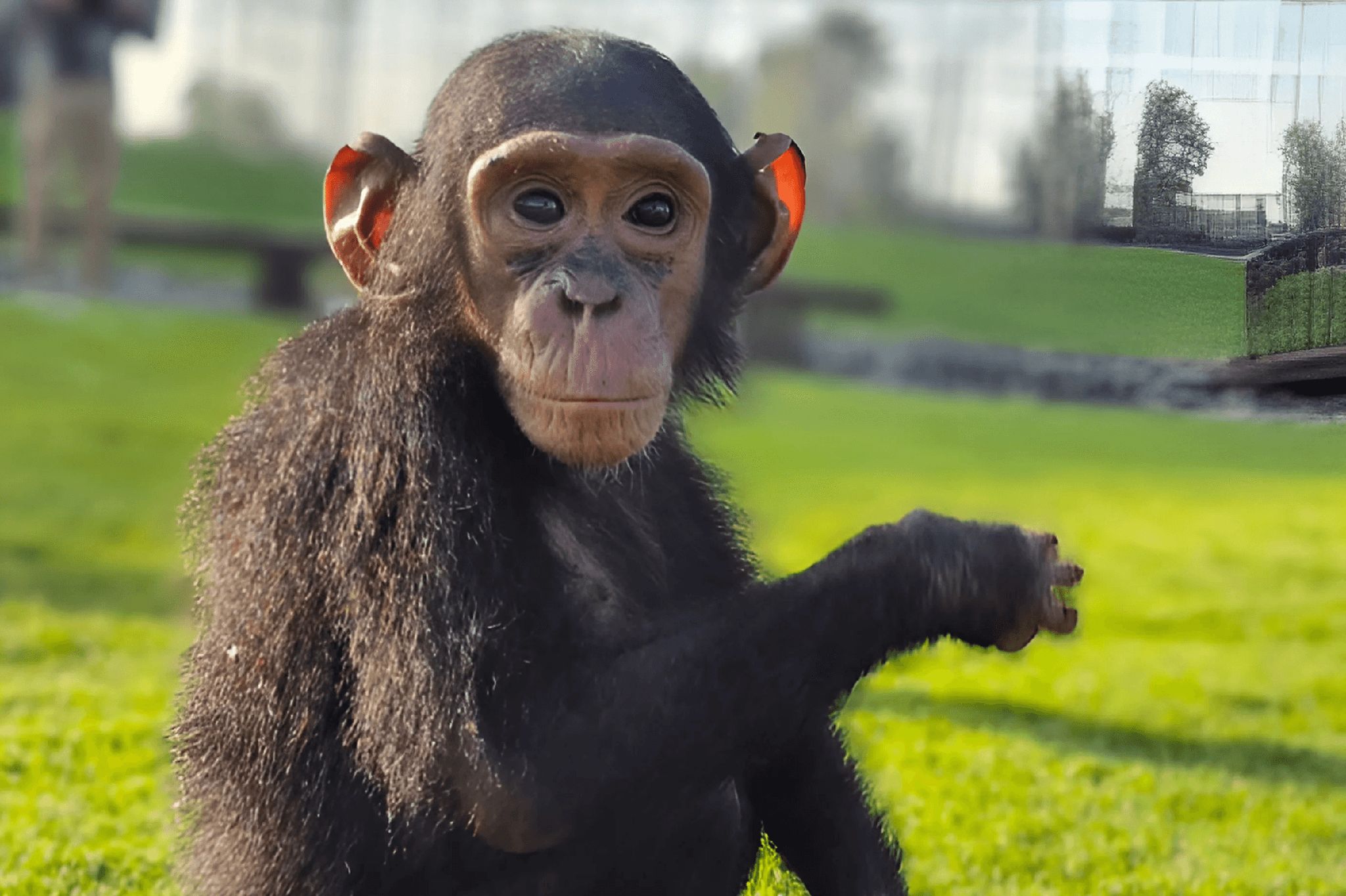 A close-up of a young chimpanzee sitting on a grassy lawn in daylight, facing the camera with its arm extended.