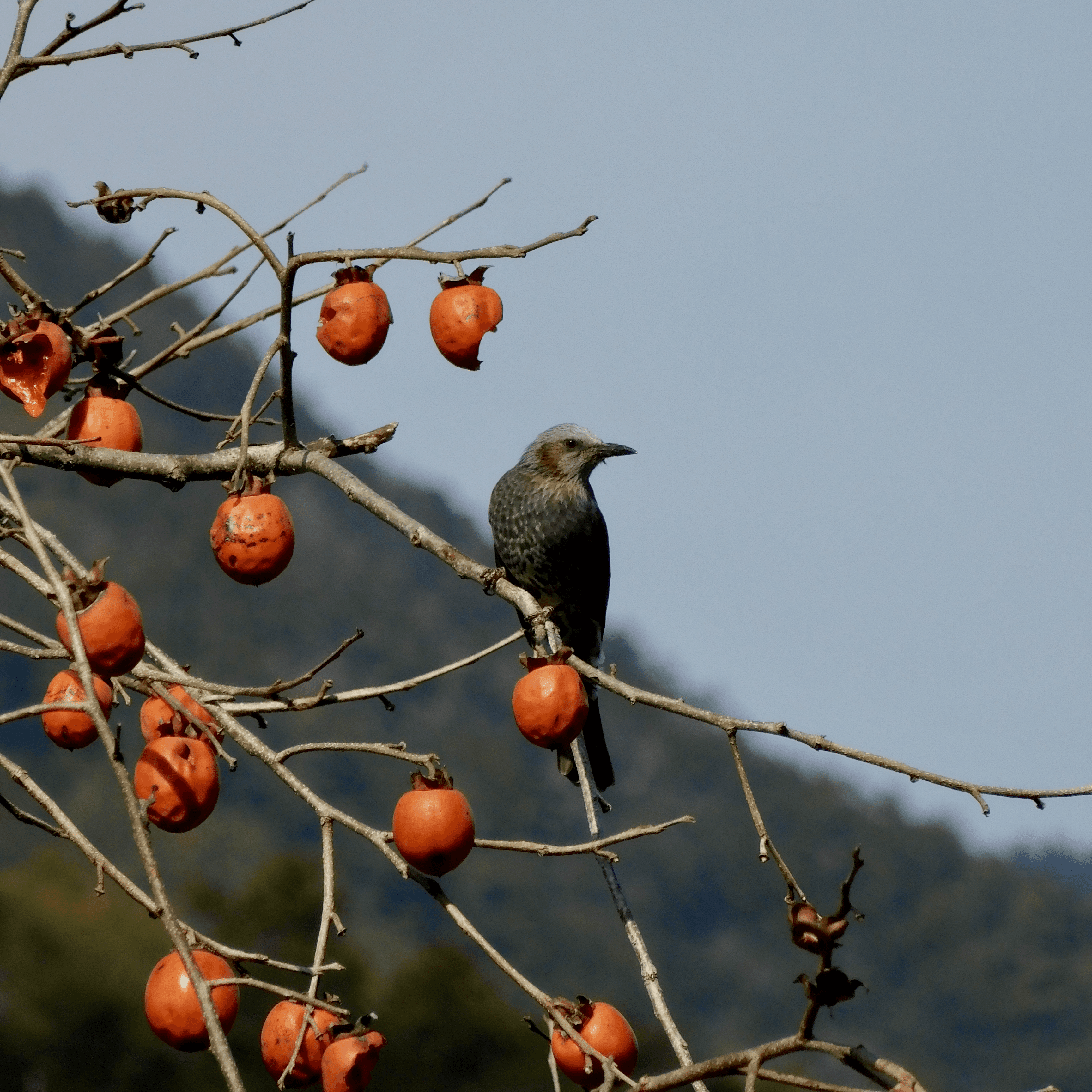 Brown-eared Bulbul
