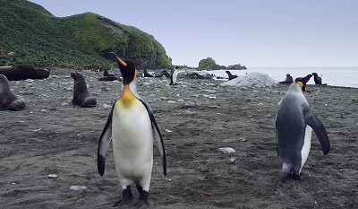 Multi picture-in-picture image