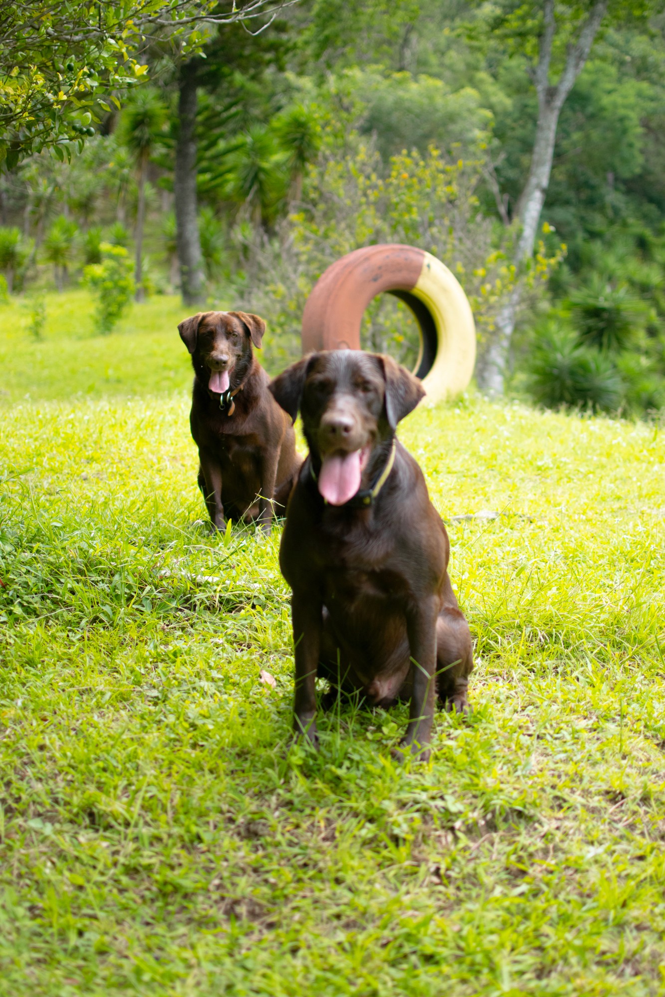 a woman holding a red flower