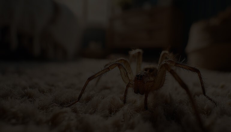 Spider on carpet in bedroom