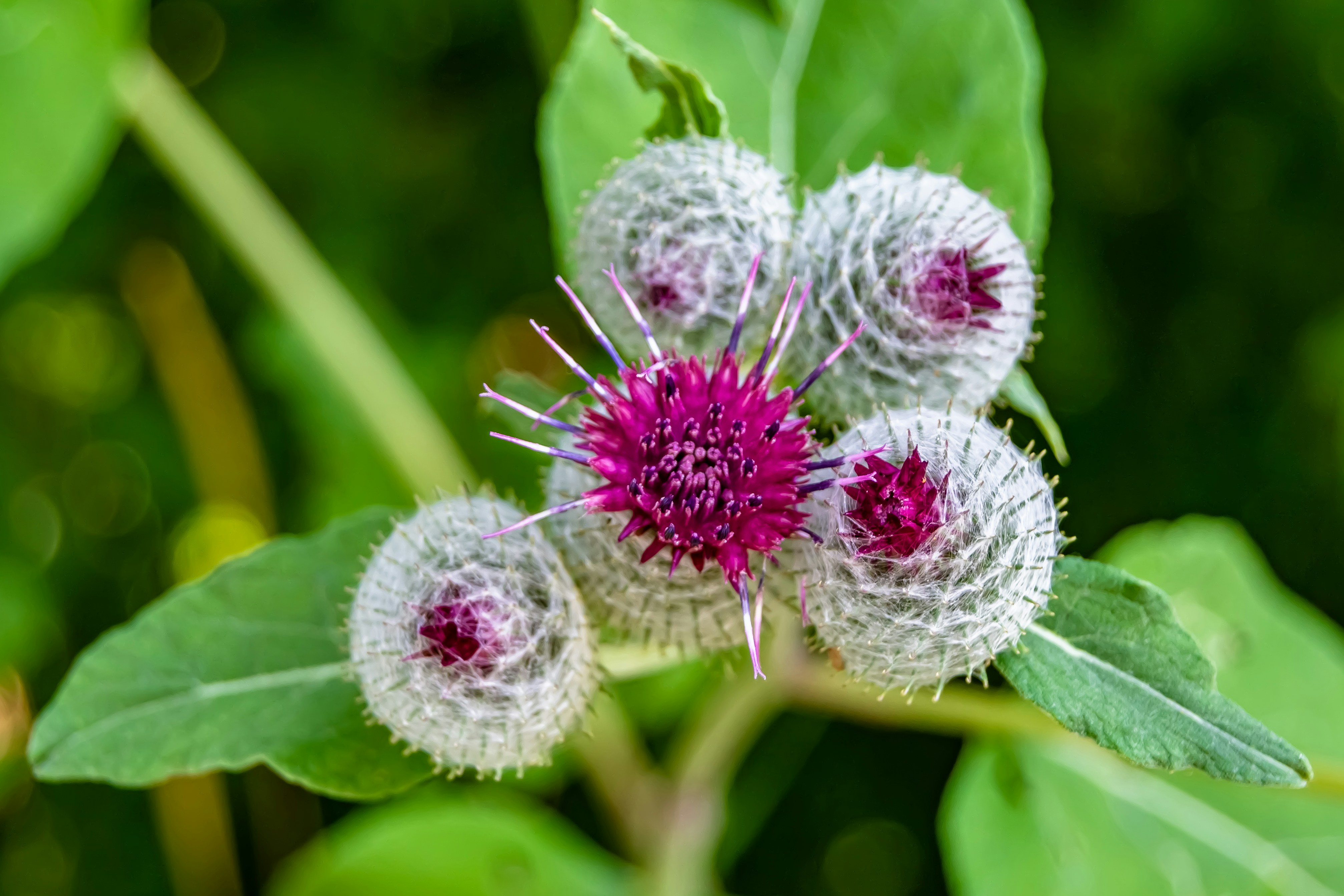 Burdock Herb Profile