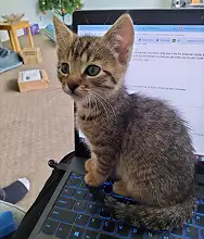 Funny Developer Cat Meme on Laptop - Coding Humor and Personal Workstation Setup