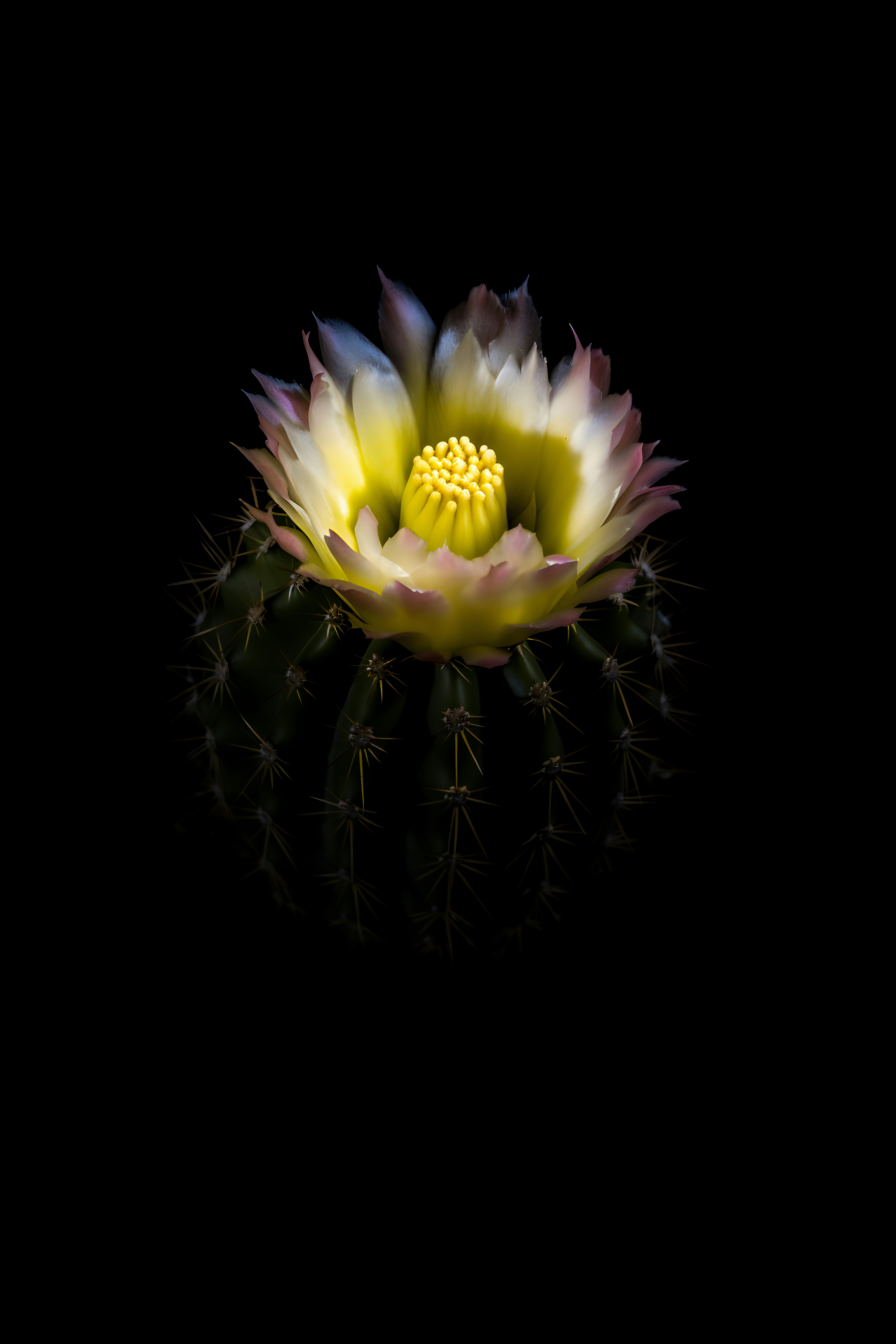 A dark-coloured flowering plant on a dark background.