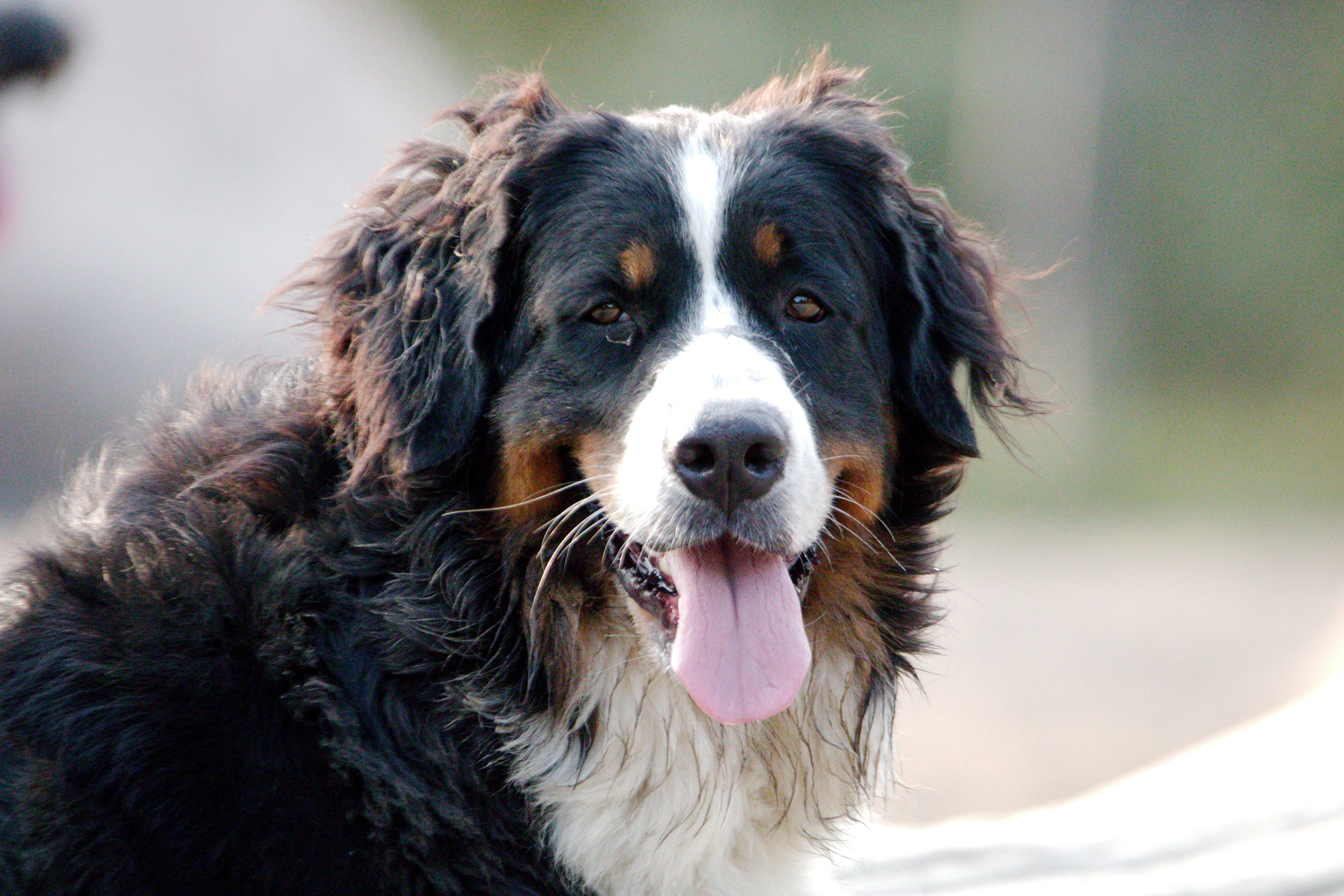 a close up of a dog with its tongue out